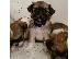 PoulaTo: Longhaired Chihuahuas Για Πώληση CKC Papered